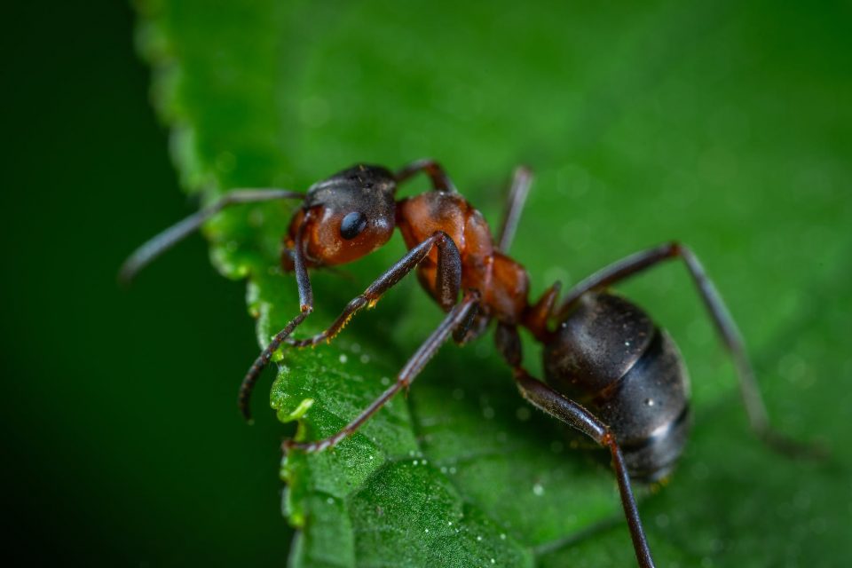 macro photography of red ant