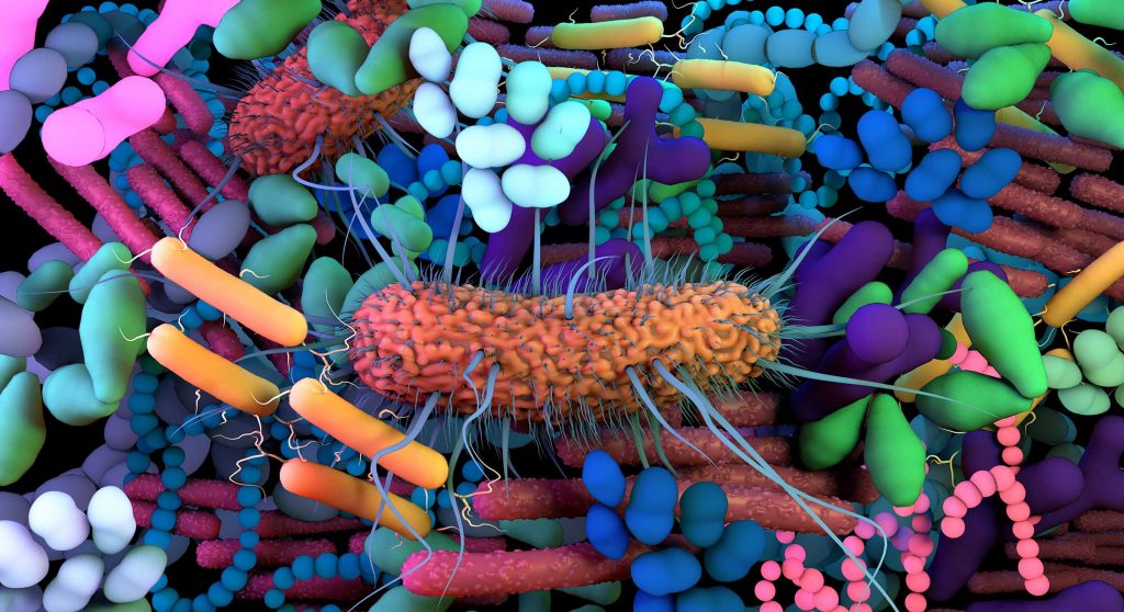 Ti sei mai chiesto a cosa serve il microbiota intestinale?
