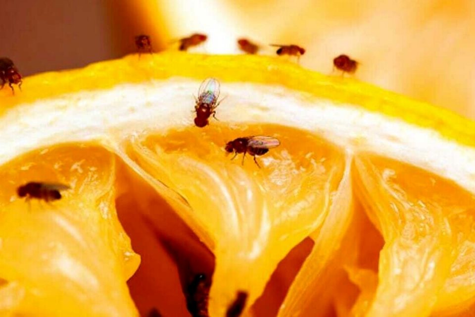 Come allontanare i moscerini dalla frutta?