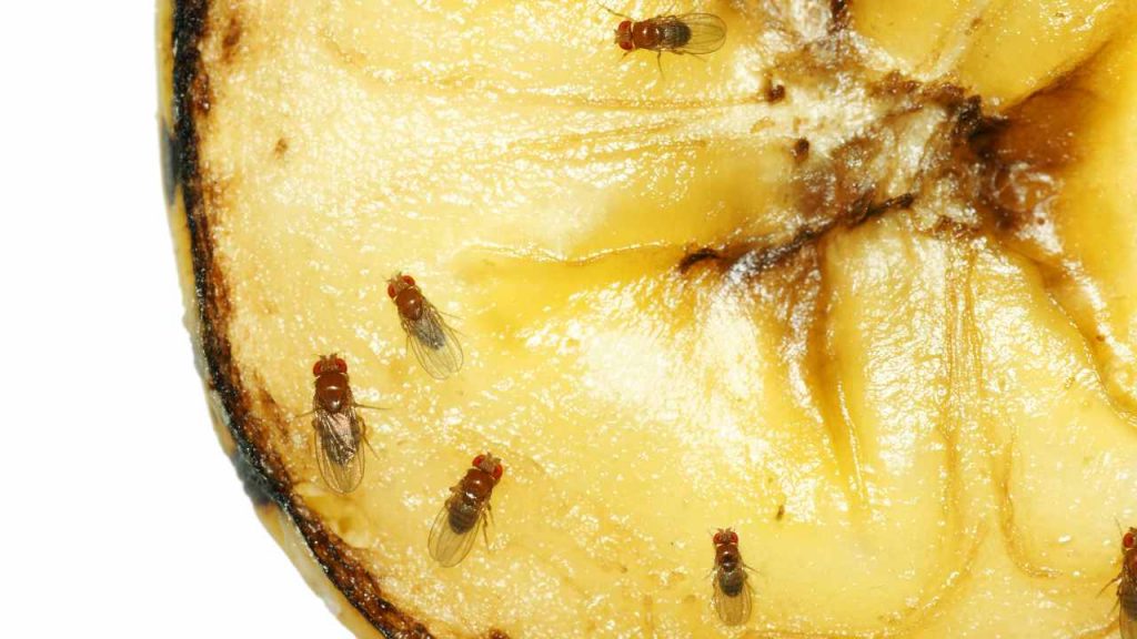 Come allontanare i moscerini dalla frutta? 
