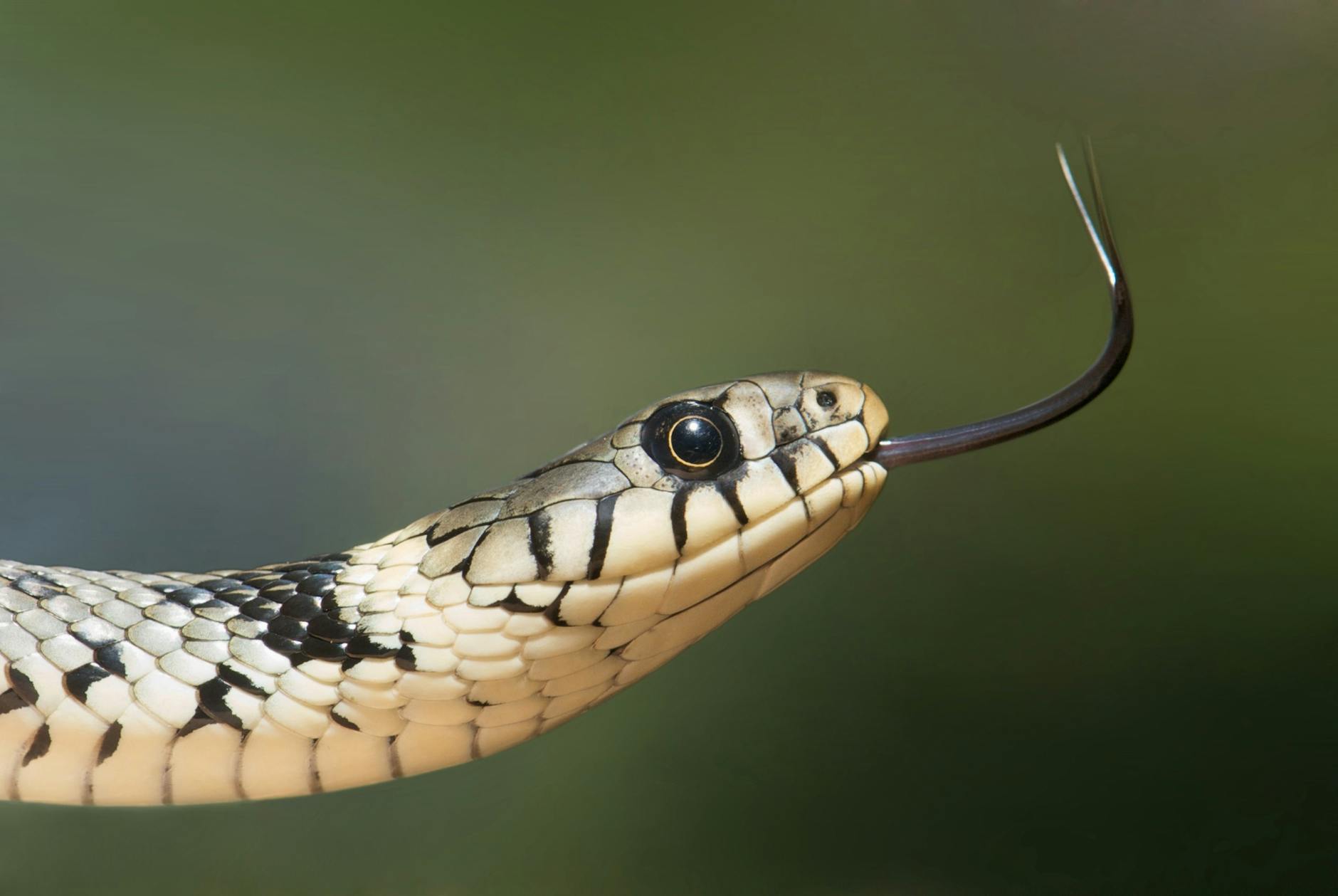 white and black snake on close up photography