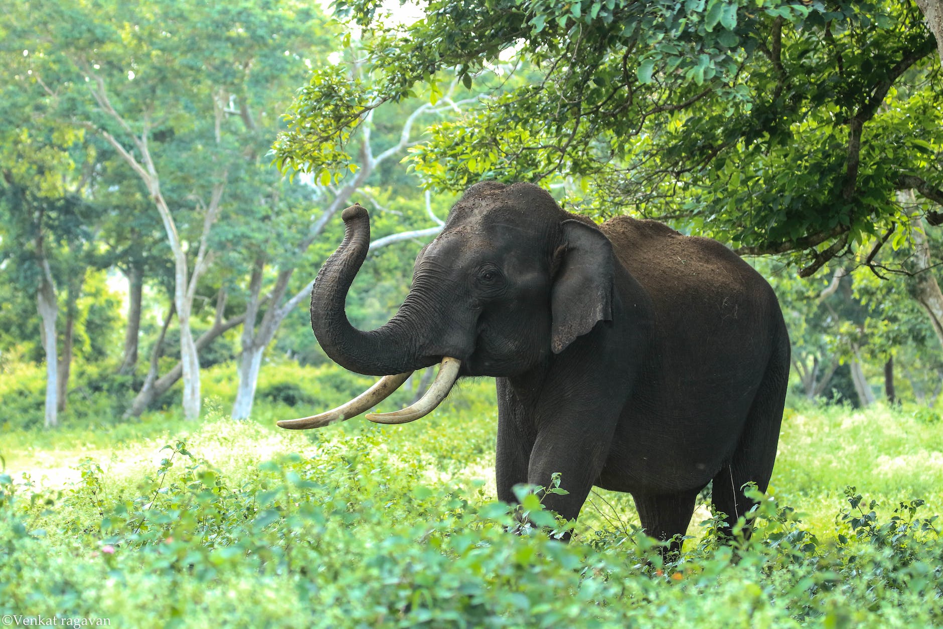 black elephant near trees